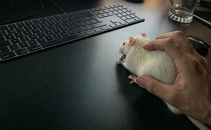 40 Times Rats Were Caught Being So Charming, As Seen On This Dedicated "Legalize Rats" Twitter Page