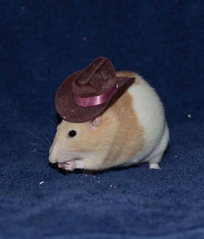 40 Times Rats Were Caught Being So Charming, As Seen On This Dedicated "Legalize Rats" Twitter Page