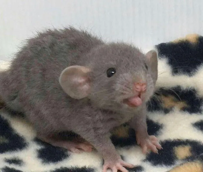40 Times Rats Were Caught Being So Charming, As Seen On This Dedicated "Legalize Rats" Twitter Page