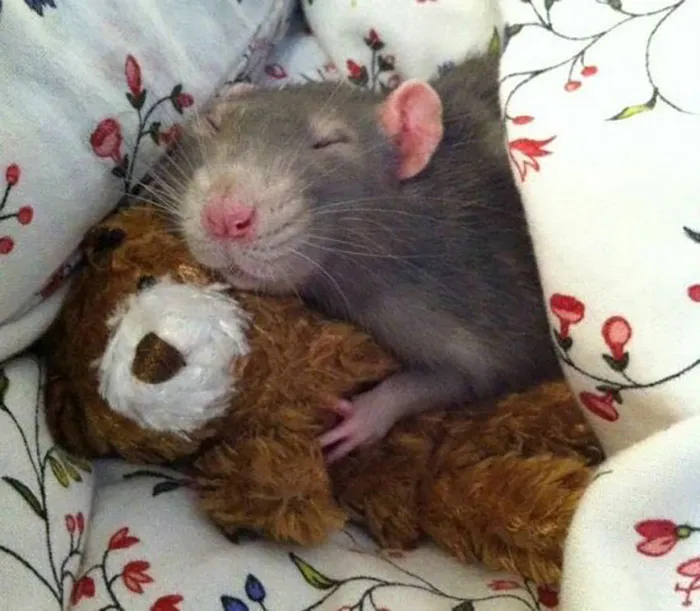 40 Times Rats Were Caught Being So Charming, As Seen On This Dedicated "Legalize Rats" Twitter Page