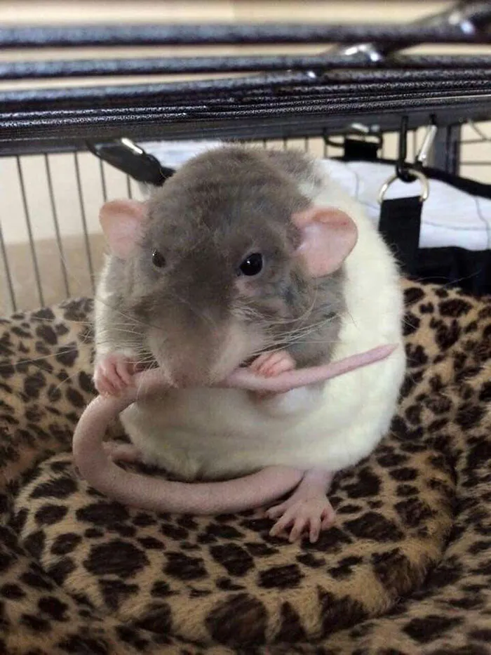 40 Times Rats Were Caught Being So Charming, As Seen On This Dedicated "Legalize Rats" Twitter Page