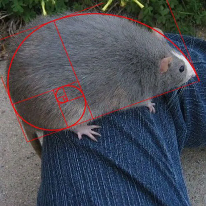 40 Times Rats Were Caught Being So Charming, As Seen On This Dedicated "Legalize Rats" Twitter Page