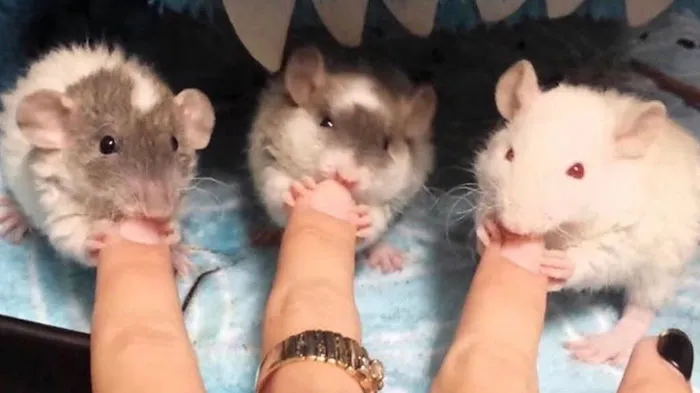 40 Times Rats Were Caught Being So Charming, As Seen On This Dedicated "Legalize Rats" Twitter Page