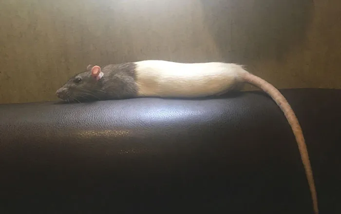 40 Times Rats Were Caught Being So Charming, As Seen On This Dedicated "Legalize Rats" Twitter Page