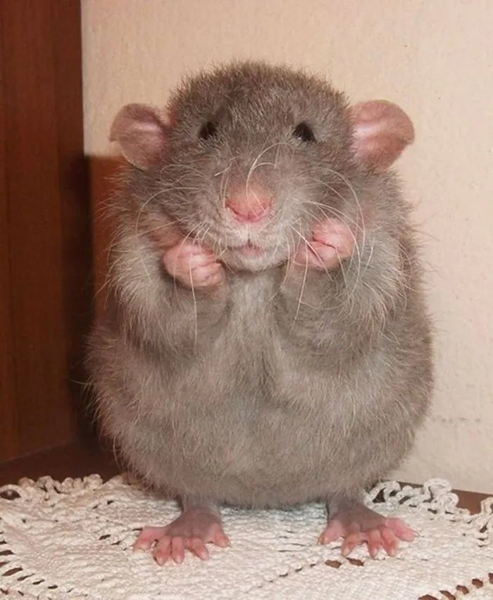 40 Times Rats Were Caught Being So Charming, As Seen On This Dedicated "Legalize Rats" Twitter Page