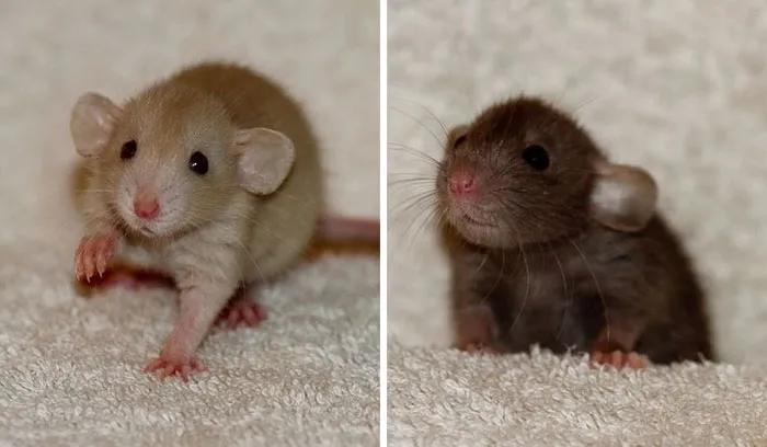 40 Times Rats Were Caught Being So Charming, As Seen On This Dedicated "Legalize Rats" Twitter Page
