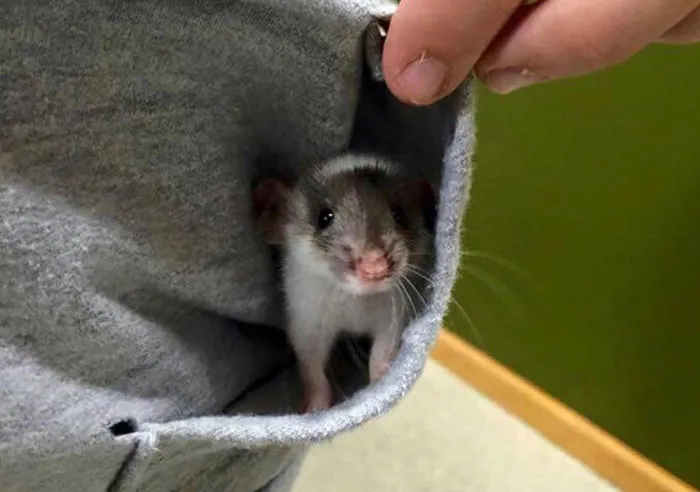 40 Times Rats Were Caught Being So Charming, As Seen On This Dedicated "Legalize Rats" Twitter Page
