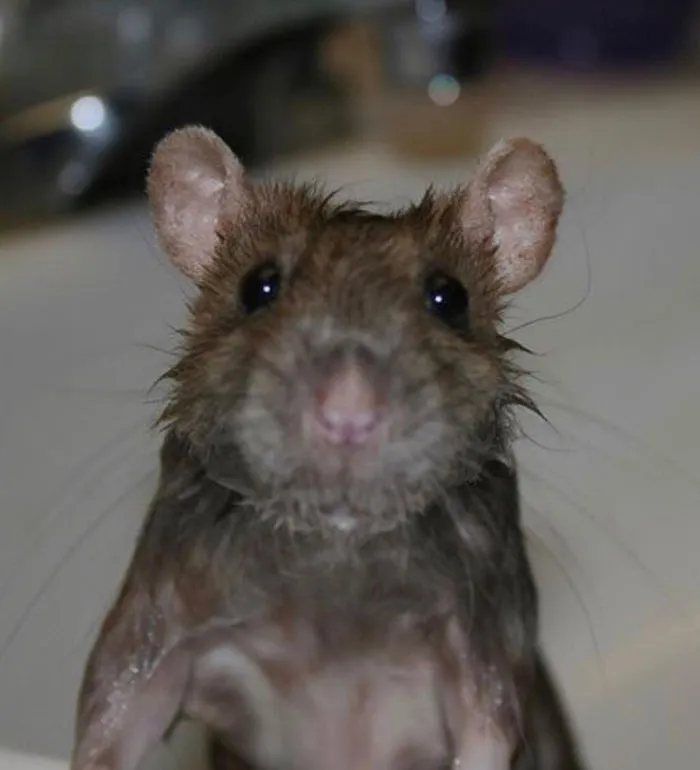 40 Times Rats Were Caught Being So Charming, As Seen On This Dedicated "Legalize Rats" Twitter Page