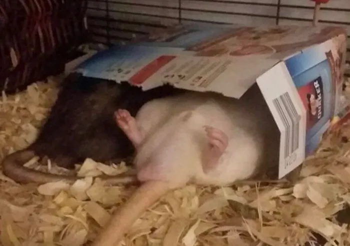 40 Times Rats Were Caught Being So Charming, As Seen On This Dedicated "Legalize Rats" Twitter Page