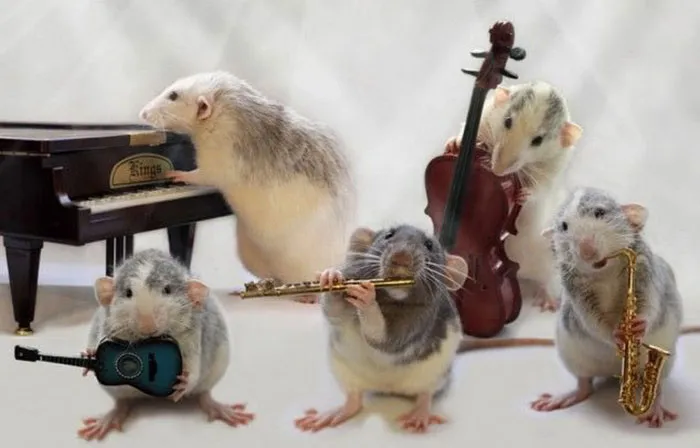 40 Times Rats Were Caught Being So Charming, As Seen On This Dedicated "Legalize Rats" Twitter Page