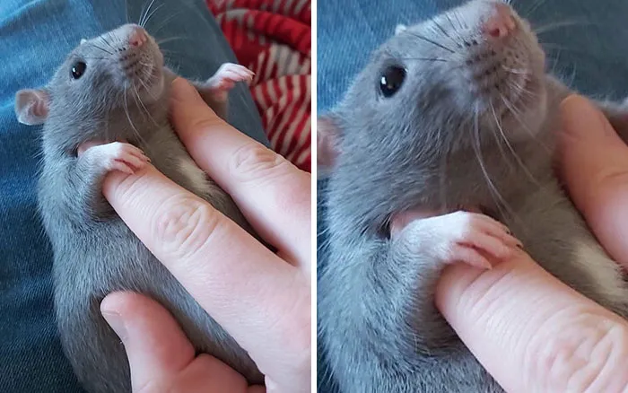40 Times Rats Were Caught Being So Charming, As Seen On This Dedicated "Legalize Rats" Twitter Page
