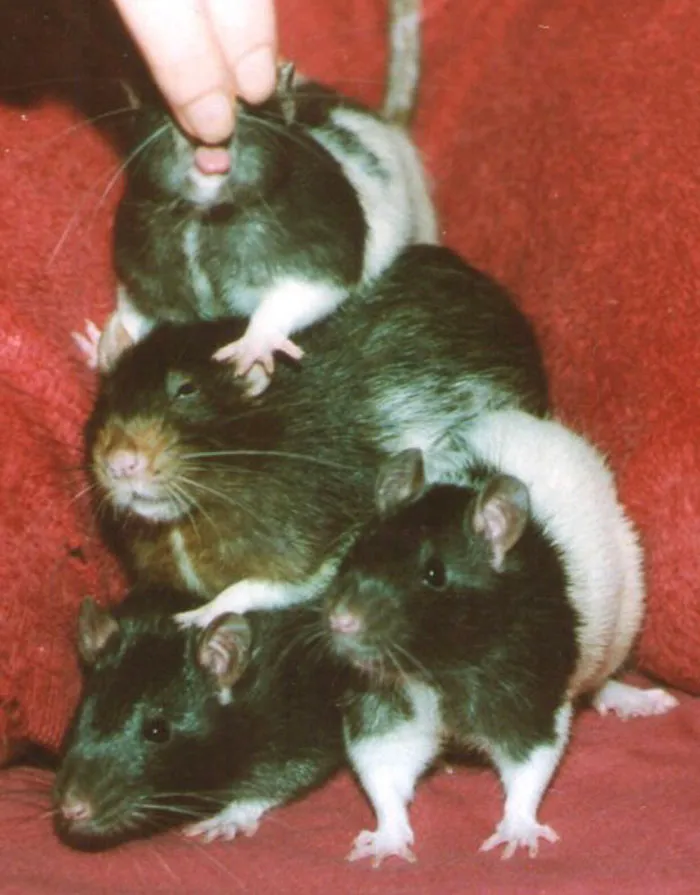 40 Times Rats Were Caught Being So Charming, As Seen On This Dedicated "Legalize Rats" Twitter Page