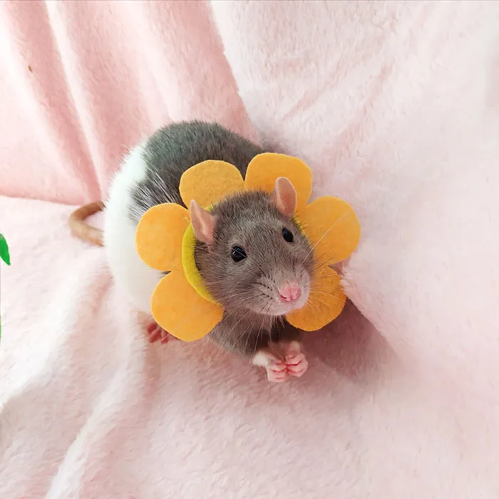 40 Times Rats Were Caught Being So Charming, As Seen On This Dedicated "Legalize Rats" Twitter Page