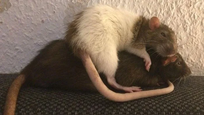 40 Times Rats Were Caught Being So Charming, As Seen On This Dedicated "Legalize Rats" Twitter Page