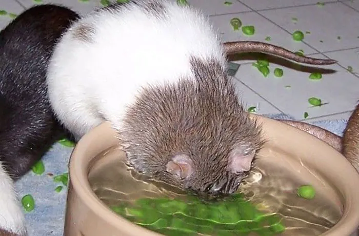 40 Times Rats Were Caught Being So Charming, As Seen On This Dedicated "Legalize Rats" Twitter Page