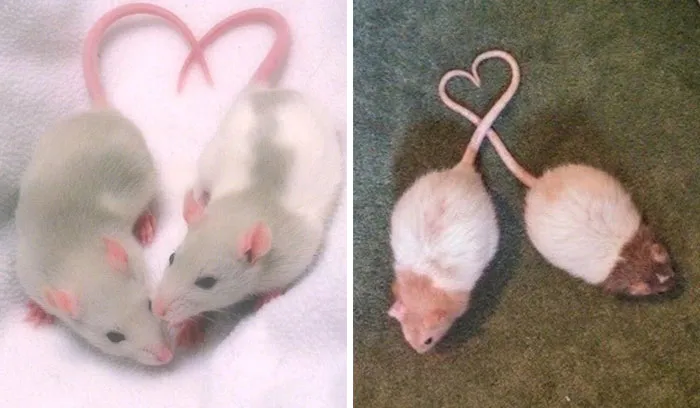 40 Times Rats Were Caught Being So Charming, As Seen On This Dedicated "Legalize Rats" Twitter Page