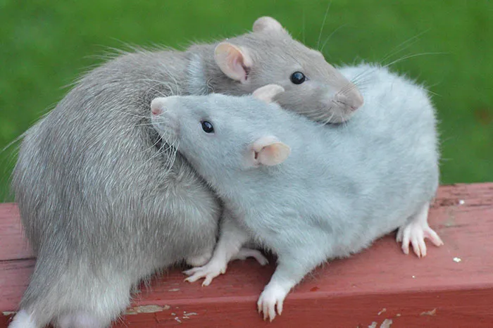 40 Times Rats Were Caught Being So Charming, As Seen On This Dedicated "Legalize Rats" Twitter Page