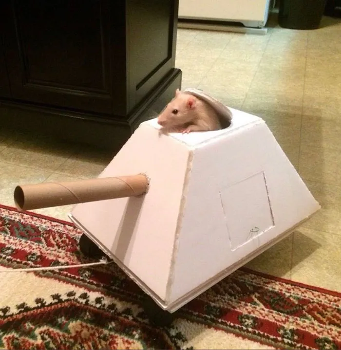 40 Times Rats Were Caught Being So Charming, As Seen On This Dedicated "Legalize Rats" Twitter Page