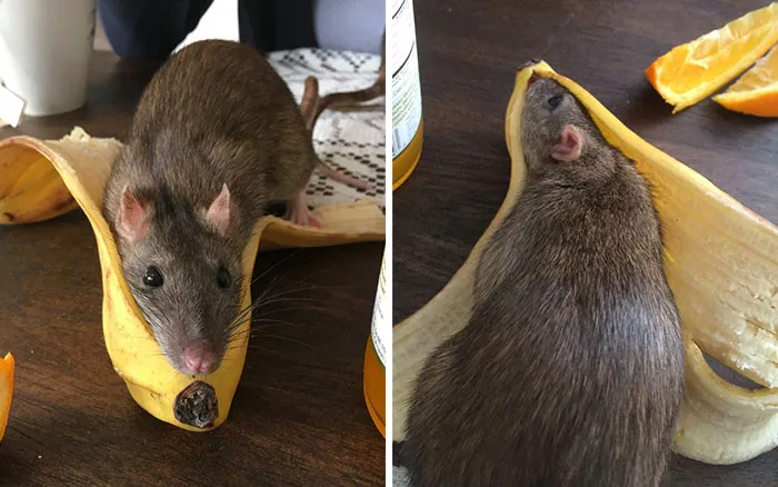 40 Times Rats Were Caught Being So Charming, As Seen On This Dedicated "Legalize Rats" Twitter Page