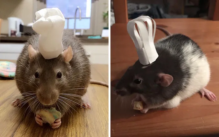 40 Times Rats Were Caught Being So Charming, As Seen On This Dedicated "Legalize Rats" Twitter Page