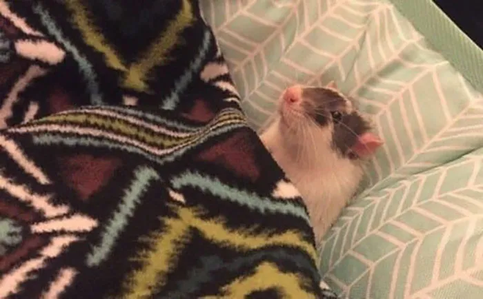40 Times Rats Were Caught Being So Charming, As Seen On This Dedicated "Legalize Rats" Twitter Page