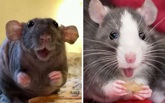 40 Times Rats Were Caught Being So Charming, As Seen On This Dedicated "Legalize Rats" Twitter Page