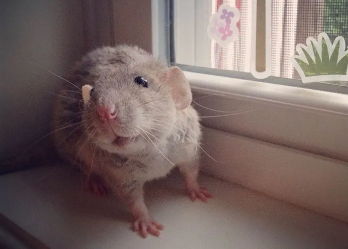 40 Times Rats Were Caught Being So Charming, As Seen On This Dedicated "Legalize Rats" Twitter Page