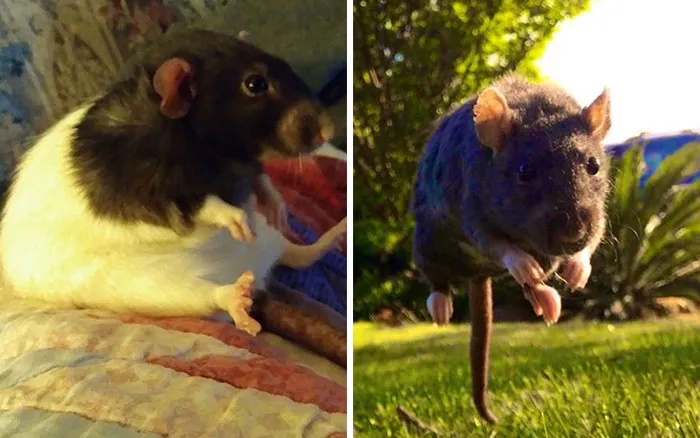 40 Times Rats Were Caught Being So Charming, As Seen On This Dedicated "Legalize Rats" Twitter Page