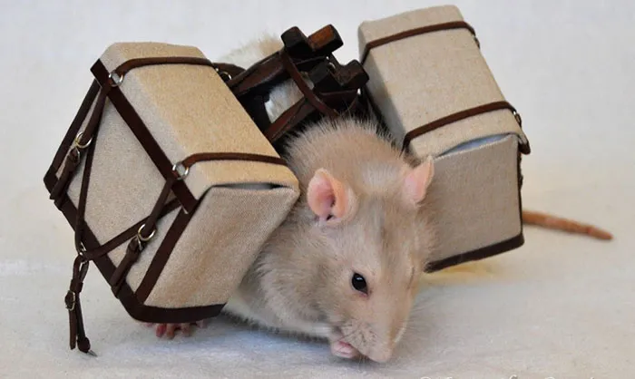 40 Times Rats Were Caught Being So Charming, As Seen On This Dedicated "Legalize Rats" Twitter Page
