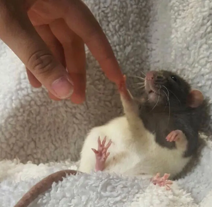 40 Times Rats Were Caught Being So Charming, As Seen On This Dedicated "Legalize Rats" Twitter Page