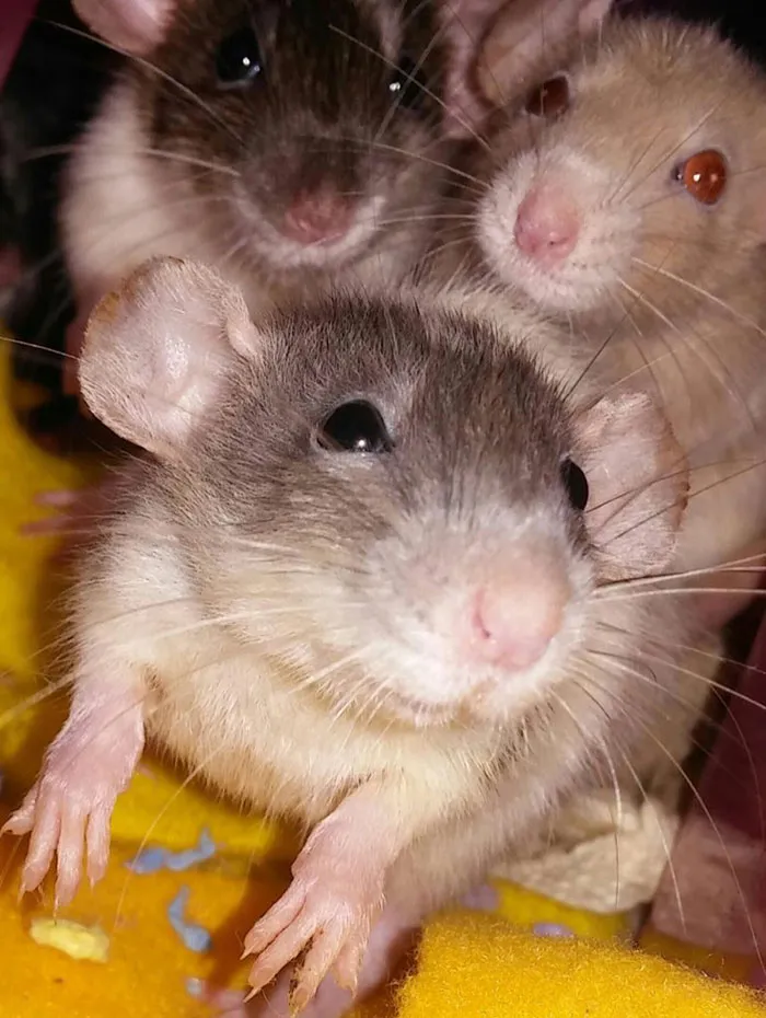 40 Times Rats Were Caught Being So Charming, As Seen On This Dedicated "Legalize Rats" Twitter Page