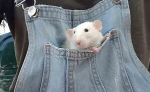 40 Times Rats Were Caught Being So Charming, As Seen On This Dedicated "Legalize Rats" Twitter Page