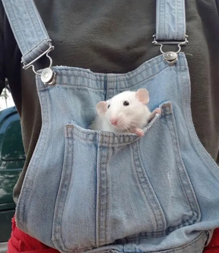 40 Times Rats Were Caught Being So Charming, As Seen On This Dedicated "Legalize Rats" Twitter Page