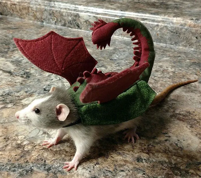 40 Times Rats Were Caught Being So Charming, As Seen On This Dedicated "Legalize Rats" Twitter Page