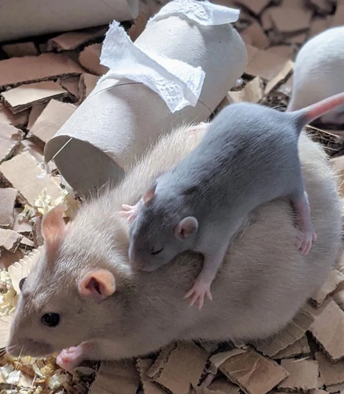 40 Times Rats Were Caught Being So Charming, As Seen On This Dedicated "Legalize Rats" Twitter Page