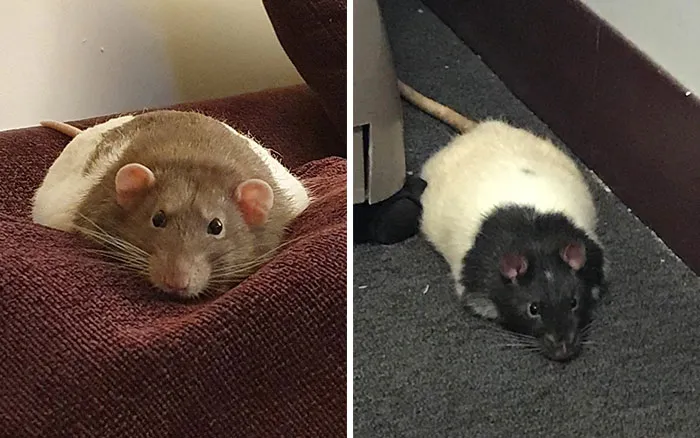 40 Times Rats Were Caught Being So Charming, As Seen On This Dedicated "Legalize Rats" Twitter Page