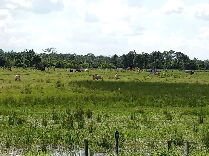 Ranch In Frostproof, Central Florida