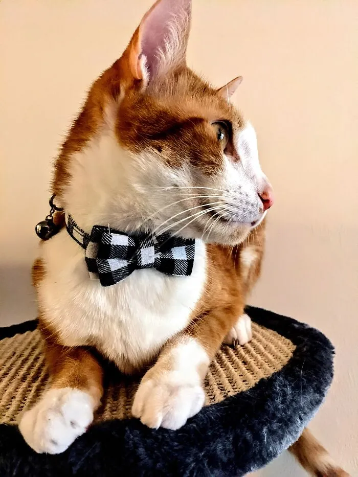 Bowties Are Cool