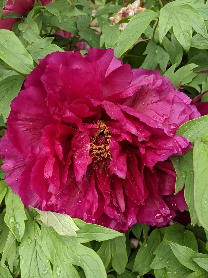 One Of My Peonies