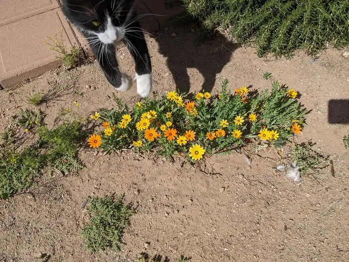While Trying To Get A Picture Of These Wild Flowers Lol!