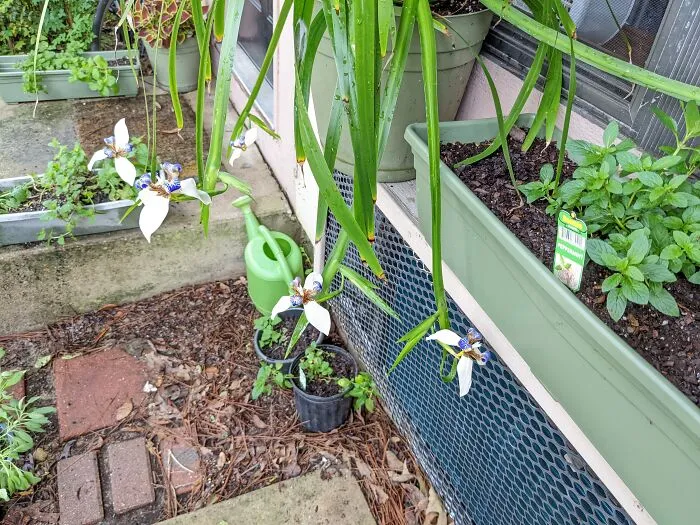 My Walking Iris Likes To Show Off