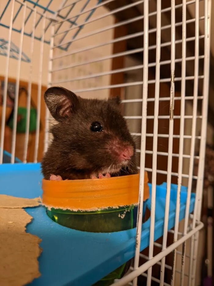 My Hamster: I Thought He Was A Female At First And Named Him Sassy (Sassafras) But Then Found Out He Was Male So I Named Him Junior. Look At Him!!
