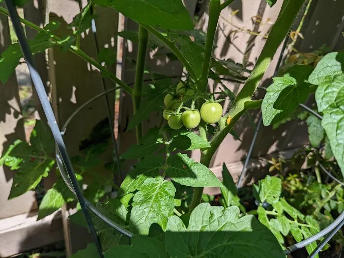 Gardening