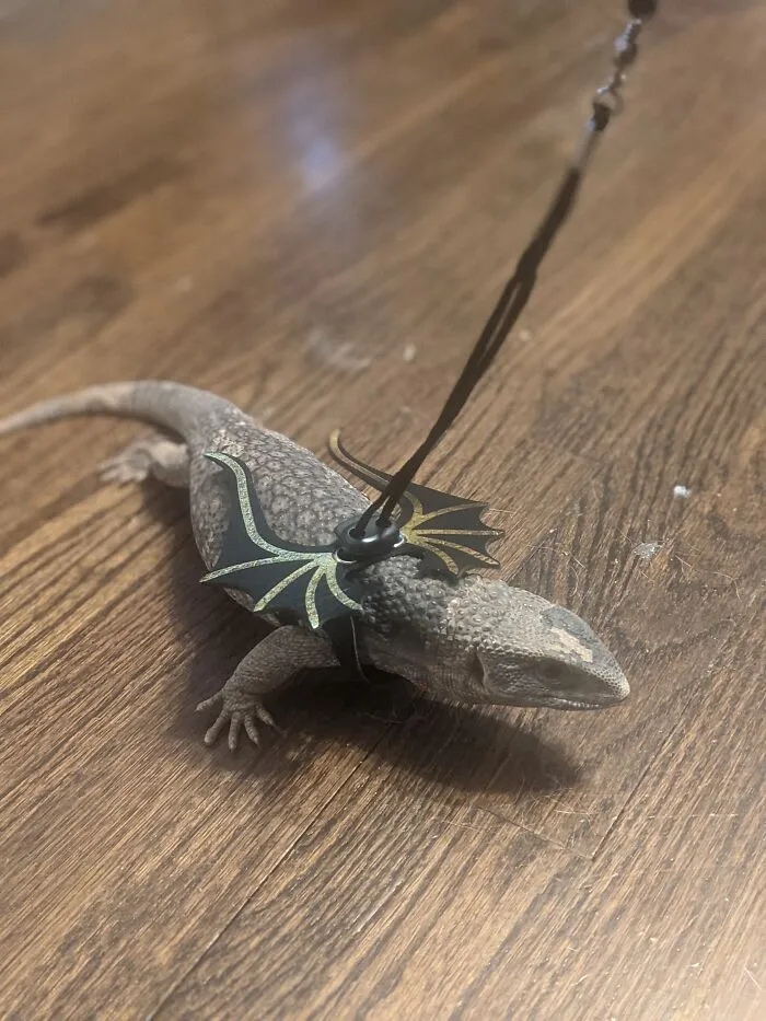 Savannah Monitor Lizard