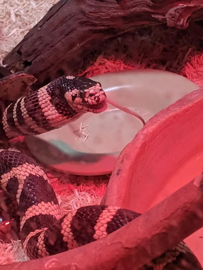 You've Got A Bit Of Mouse Tail There Buddy