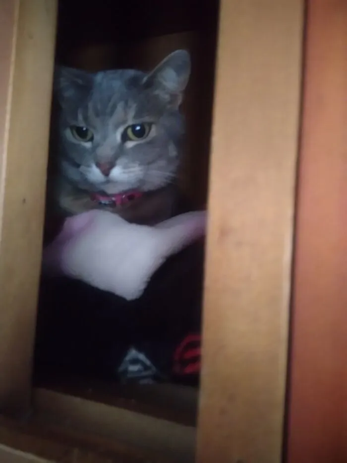 Inocent Jiji