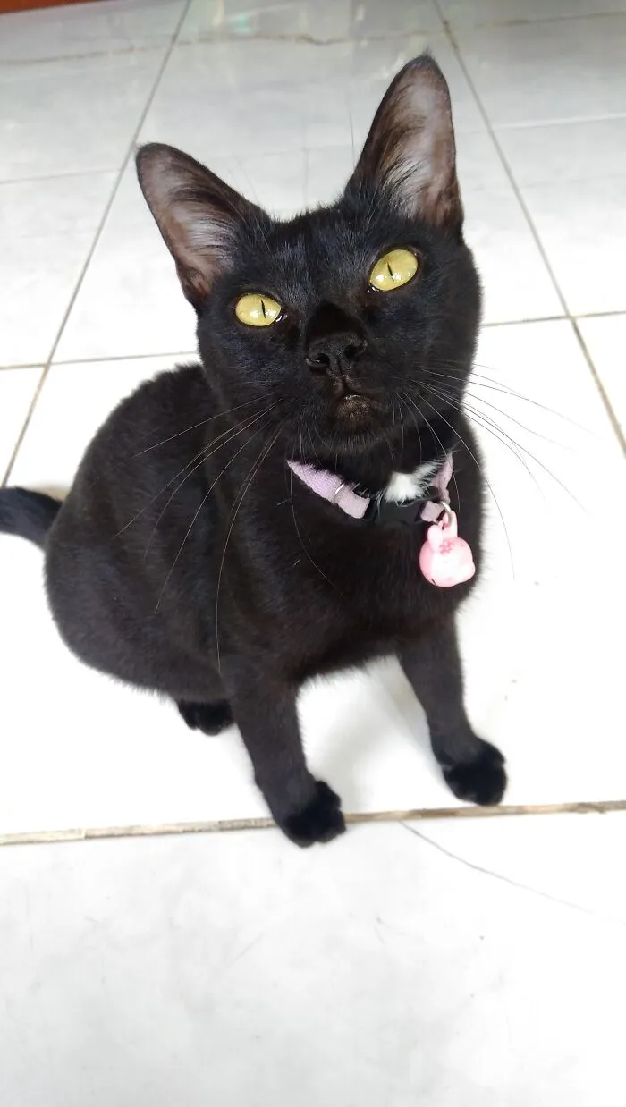 My Little Menace