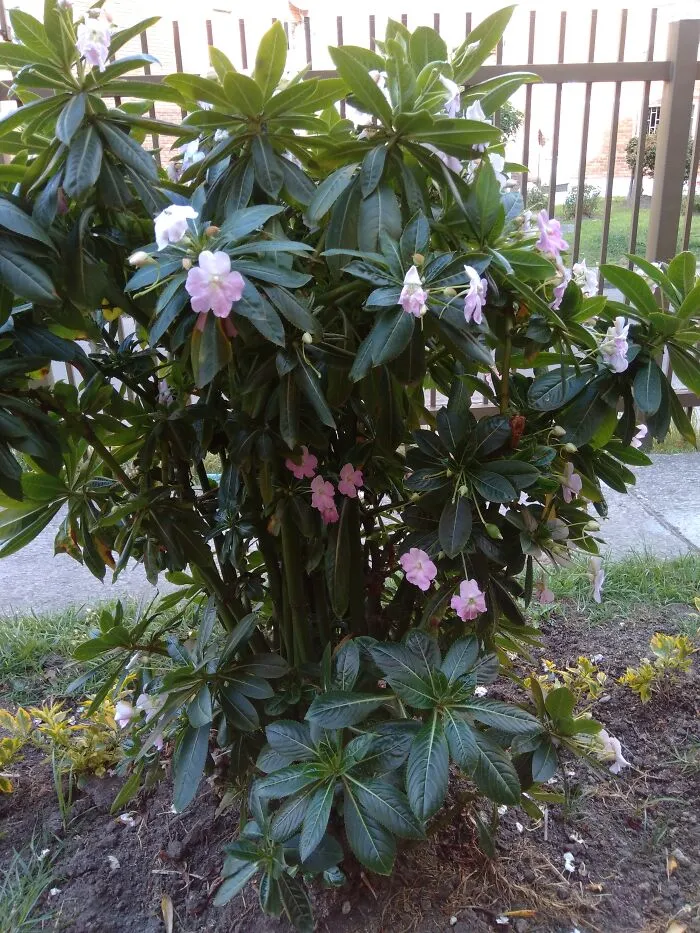 Dont Know Its Name But For Me One Of The Most Beuatiful I Have Seen.