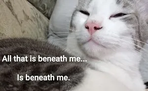 Hey Pandas, Meme Your Pet (Closed)