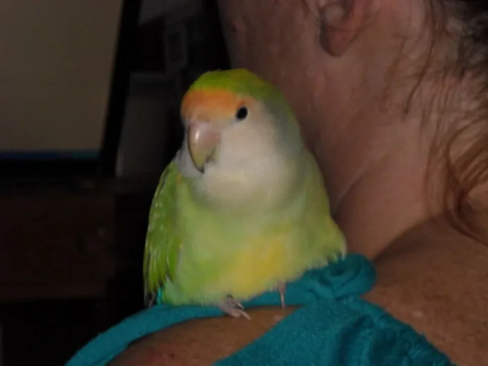 Melted Lovebird